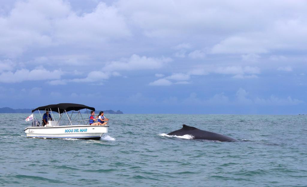 Hotel Bocas Del Mar Boca Chica Zewnętrze zdjęcie